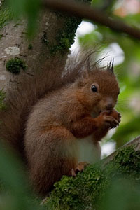 Red Squirrel Photographs by Betty Fold Gallery